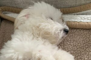 Котон-де-тулеар спит на подстилке