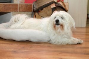 Собачка котон-де-тулеар