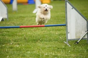 Котон-де-тулеар прыгает на соревнованиях