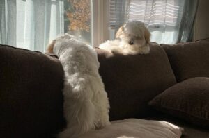 Котон-де-тулеары на диване