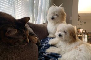 Две собаки породы котон-де-тулеар с кошкой