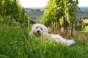 Собачка мадагаскарский бишон