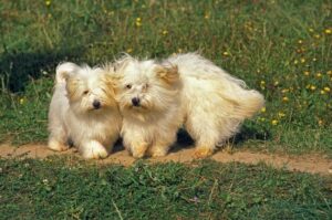 Две взрослые собаки породы котон-де-тулеар