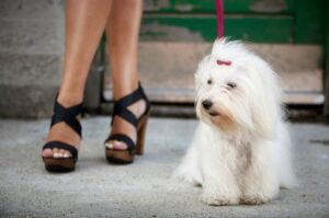 Котон-де-тулеар на поводке