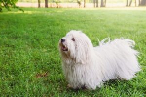 Собака котон-де-тулеар