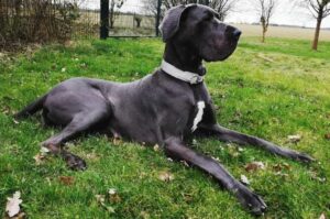 Немецкий дог характеристика Немецкий дог характеристика породы