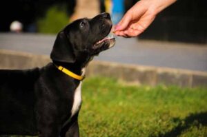 Щенок немецкого дога получает поощрение Щенок немецкого дога: поощрение