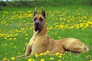 Красивый немецкий дог Фото красивого немецкого дога