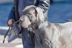 Черный немецкий дог с хозяином Черный немецкий дог с хозяином на поводке