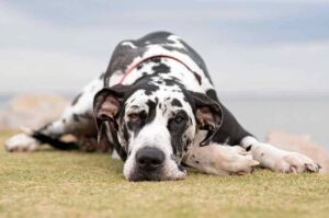 Немецкий дог стандарт породы Немецкий дог стандарт