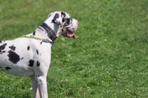 Белый пятнистый дог Пятнистый немецкий дог белого окраса