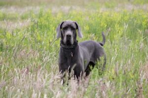 Немецкий дог черного окраса Черный немецкий дог стоит в траве