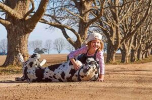 Немецкий дог играет с ребенком Немецкий дог играет с девочкой