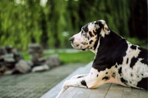 Собака немецкий дог Собака немецкий дог лежит на крыльце