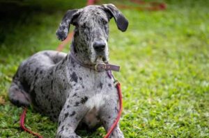Мраморный немецкий дог Немецкий дог мраморного окраса