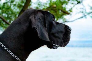 Немецкий дог крупным планом Немецкий дог: фото крупным планом