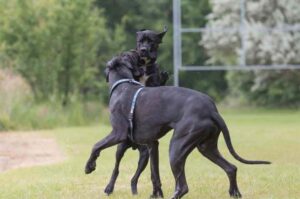 Два немецких дога Два немецких дога играют