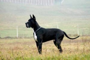 Черный немецкий дог Черный немецкий дог с белым пятном на груди