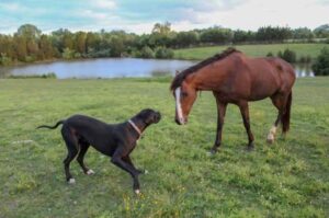 Немецкий дог с лошадью Немецкий дог: фото с лошадью