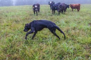 Немецкий дог выгуливает скот Немецкий дог выгуливает стадо коров