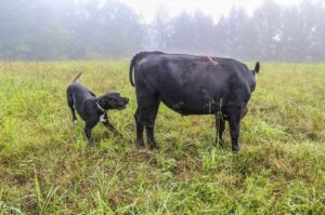 Немецкий дог с быком Немецкий дог гоняет быка