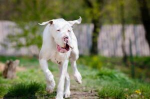 Белый немецкий дог Немецкий дог белого цвета