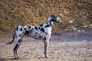 Немецкий дог: фото Фото немецкого дога