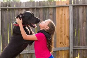 Немецкий дог с девочкой Немецкий дог: фото с девочкой