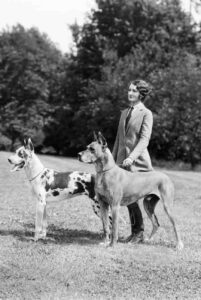 Старое фото немецкого дога Немецкие доги: старое фото