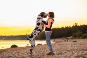 Немецкий дог на задних лапах Немецкий дог на задних лапах: фото с человеком