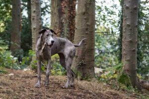 Порода немецкий дог Порода собаки немецкий дог
