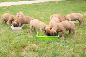 Щенки немецкого дога едят из кормушек Щенки немецкого дога
