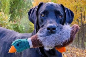 Немецкий дог с игрушкой в зубах Немецкий дог держит игрушку в зубах