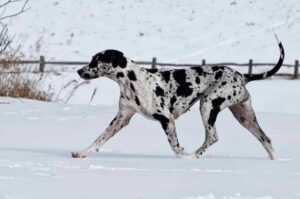 Немецкий дог зимой Немецкий дог: фото зимой