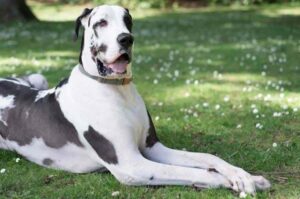 Белый пятнистый немецкий дог Немецкий дог пятнистый