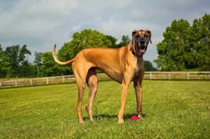 Громадный немецкий дог Огромный немецкий дог