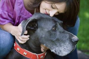 Немецкий дог с хозяйкой Немецкий дог со своей хозяйкой