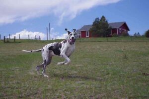 Немецкий дог играет на лужайке Немецкий дог играет на лужайке возле дома