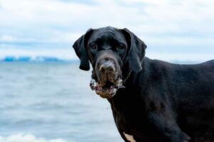 Немецкий дог с испачканной мордой Немецкий дог с испачканной в песке мордой