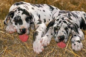 Щенки немецкого дога Два щенка немецкого дога