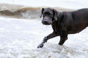 Немецкий дог бегает по морскому побережью Немецкий дог бегает по побережью