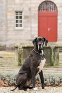 Портрет немецкого дога Немецкий дог: портрет