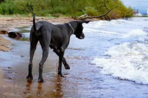 Немецкий дог гуляет по побережью Немецкий дог прогуливается по побережью