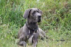 Молодой немецкий дог лежит в траве Немецкий дог лежит в траве