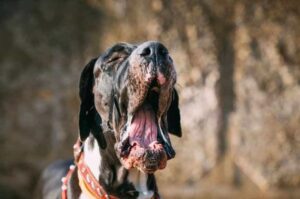 Пасть немецкого дога Немецкий дог с открытой пастью