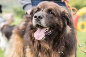 Фото леонбергера Фото собаки породы леонбергер