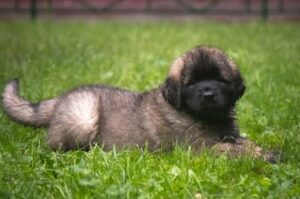 Щенок леонбергера Леонбергер щенок