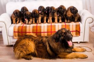 Леонбергер со щенками Собака породы леонбергер со щенками