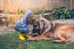 Маленький мальчик с собакой породы леонбергер Мальчик с собакой леонбергер