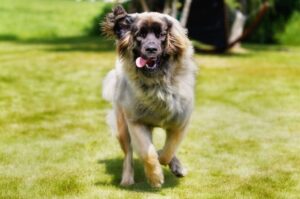 Бегущий пес породы леонбергер Бегущий леонбергер